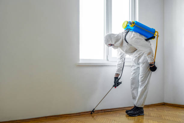 Best Termite Control Services  in Mabscott, WV