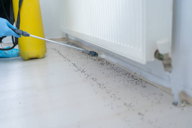 Best Pest Removal Services  in Mabscott, WV